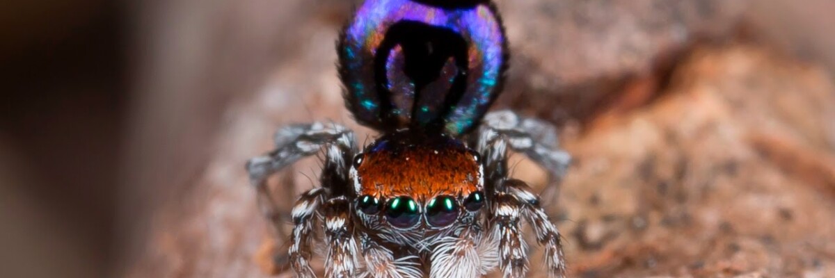 Researchers Explain the Secret of Male Peacock Spider Coloration
