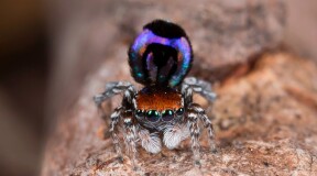 Ученые рассказали об особенностях окраски паука-павлина