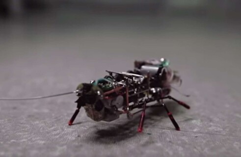 Cockroach robots get their team spirit