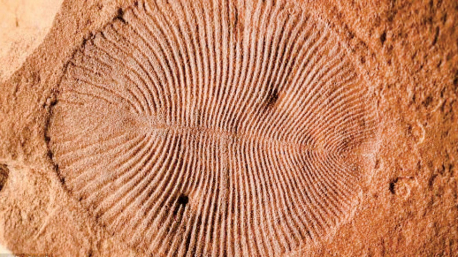 The First Animals On Earth Didn t Look The Way We Used To Think Hitecher rarest-animal-on-earth