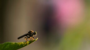 Insects to Help Create IA