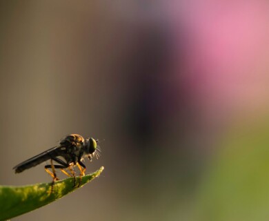 Insects to Help Create IA