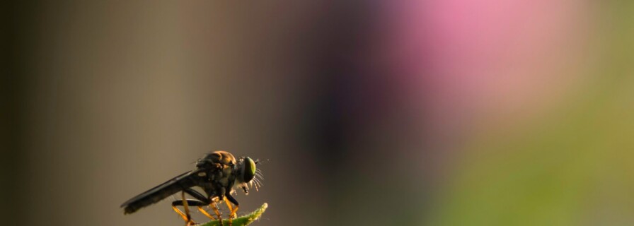 Insects to Help Create IA