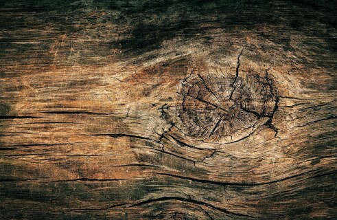 Swedish scientists learn to use wood for printing