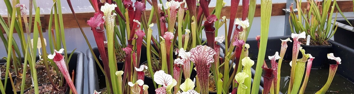 Bon appetit: carnivorous plants can consume vertebrate animals  