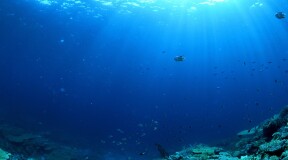 Arsenic breathing microbe discovered in the Pacific Ocean