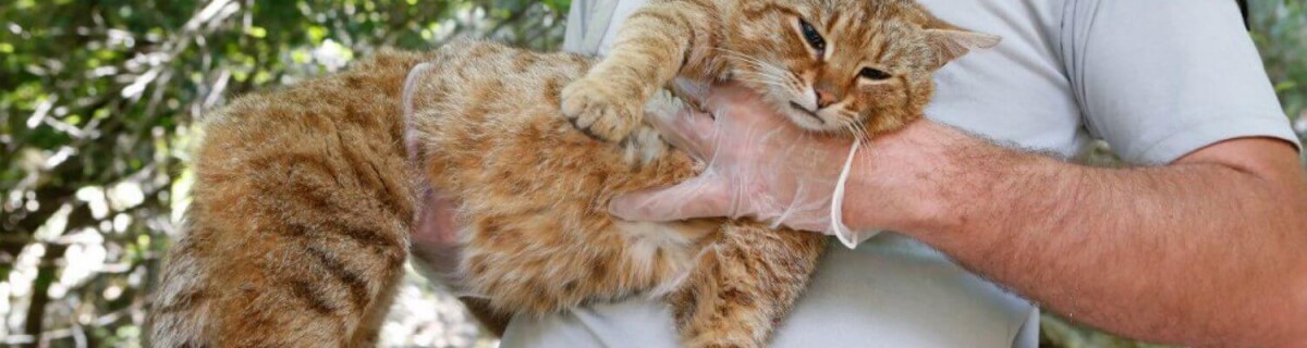 Ученые открыли новый вид диких кошек