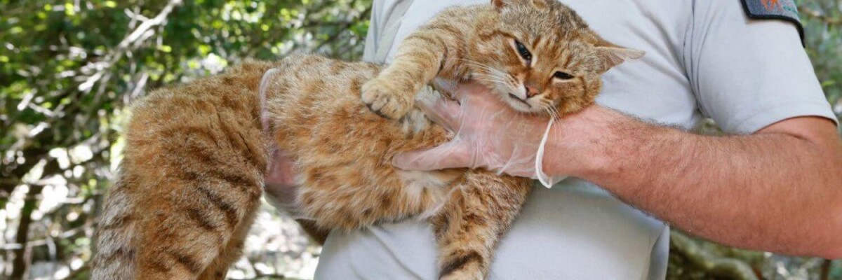Scientists discover a new kind of wildcat