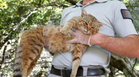 Ученые открыли новый вид диких кошек