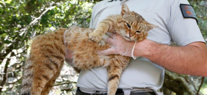 Scientists discover a new kind of wildcat
