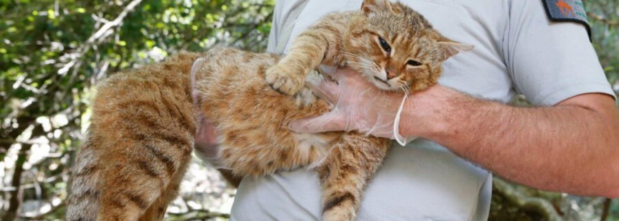 Scientists discover a new kind of wildcat