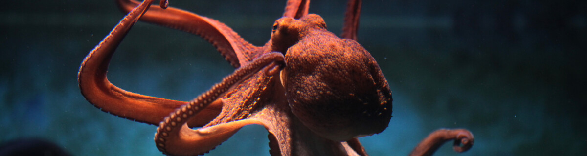 Стали известны новые подробности о нервной системе осьминогов