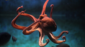 Стали известны новые подробности о нервной системе осьминогов