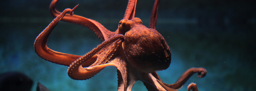Стали известны новые подробности о нервной системе осьминогов