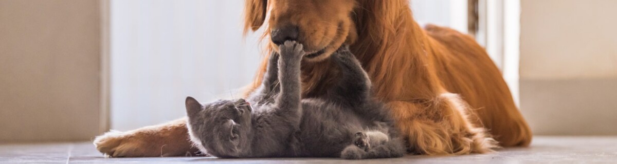 Gadgets for Four-Legged Users