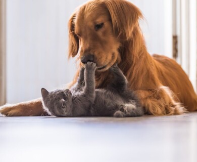 Gadgets for Four-Legged Users