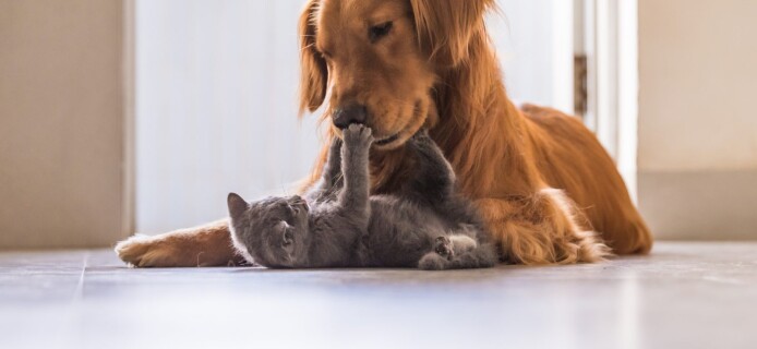 Gadgets for Four-Legged Users