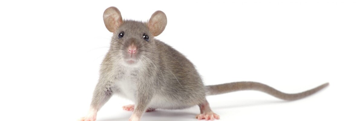Нейросеть DeepSqueak выучит язык крыс