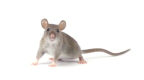 Нейросеть DeepSqueak выучит язык крыс