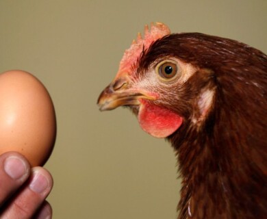 Hens Are Happy: Scientists Find Protein Substitute for Eggs