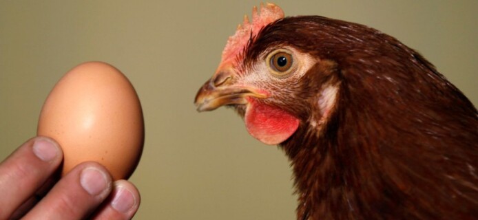 Курица довольна: ученые нашли белковую замену яйцам