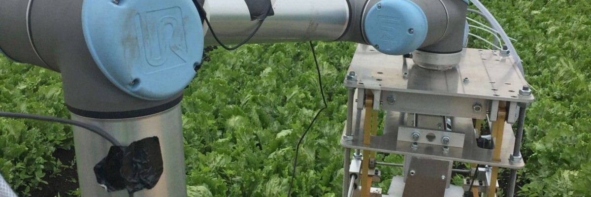 Vegebot Agricultural Robot Working on British Garden Beds