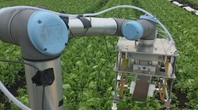 Vegebot Agricultural Robot Working on British Garden Beds
