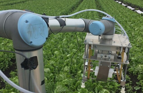 Vegebot Agricultural Robot Working on British Garden Beds