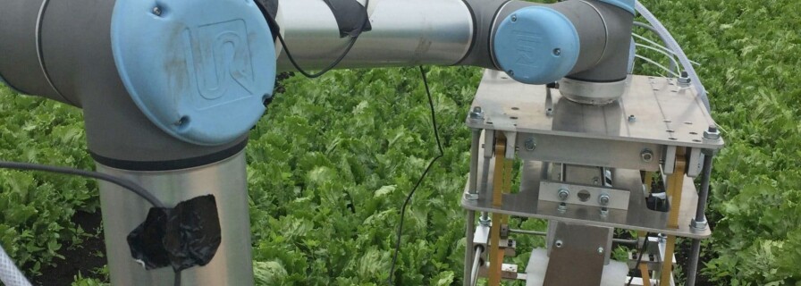 Сельскохозяйственный робот Vegebot трудится на британских грядках