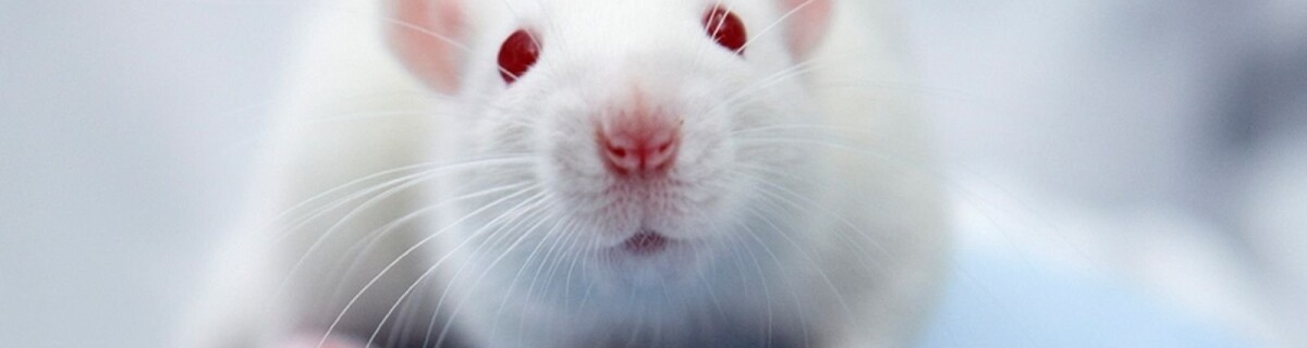 Слепые мыши начали видеть благодаря генной терапии