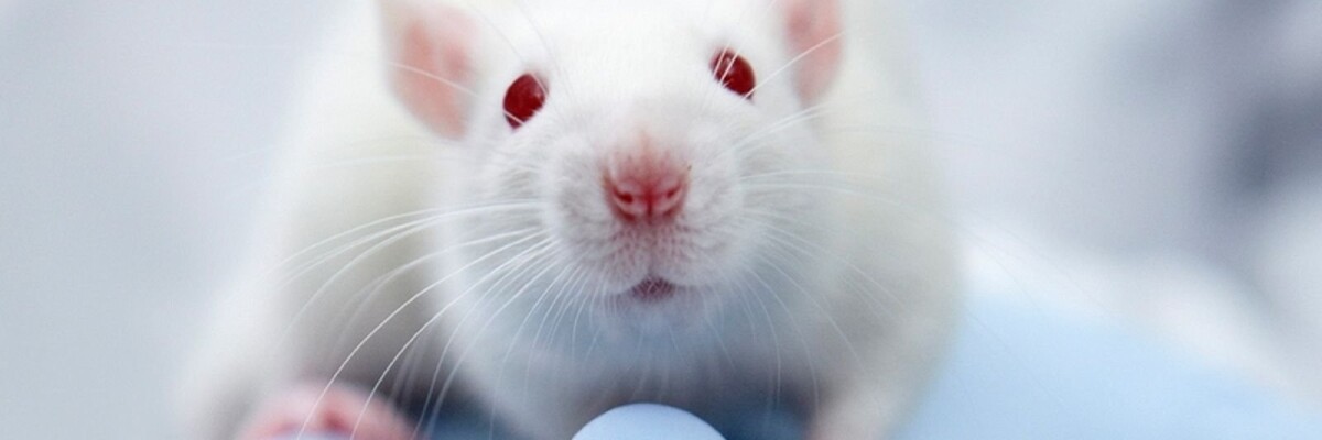 Слепые мыши начали видеть благодаря генной терапии