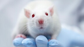Gene therapy returns sight to blind mice
