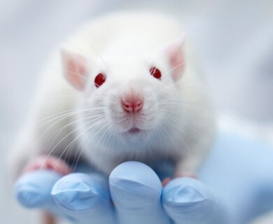 Слепые мыши начали видеть благодаря генной терапии