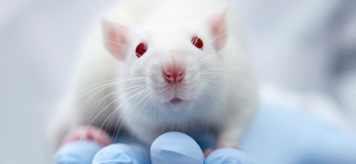 Gene therapy returns sight to blind mice