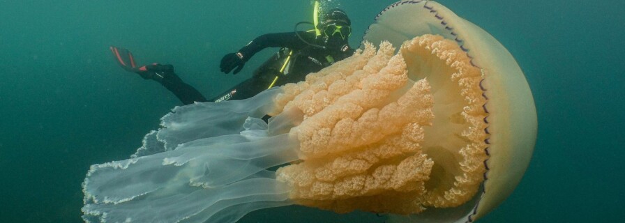 Giant jellyfish discovered in the United Kingdom