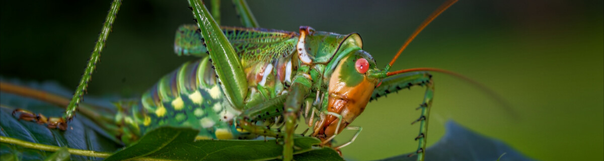 Russian Scientists to Feed People with Locusts