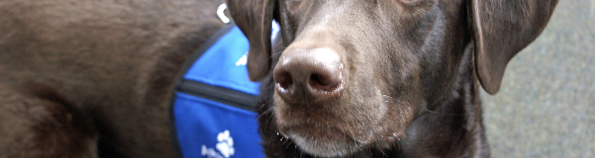 Vest to Command Dogs Remotely