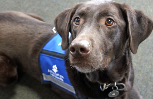 Vest to Command Dogs Remotely