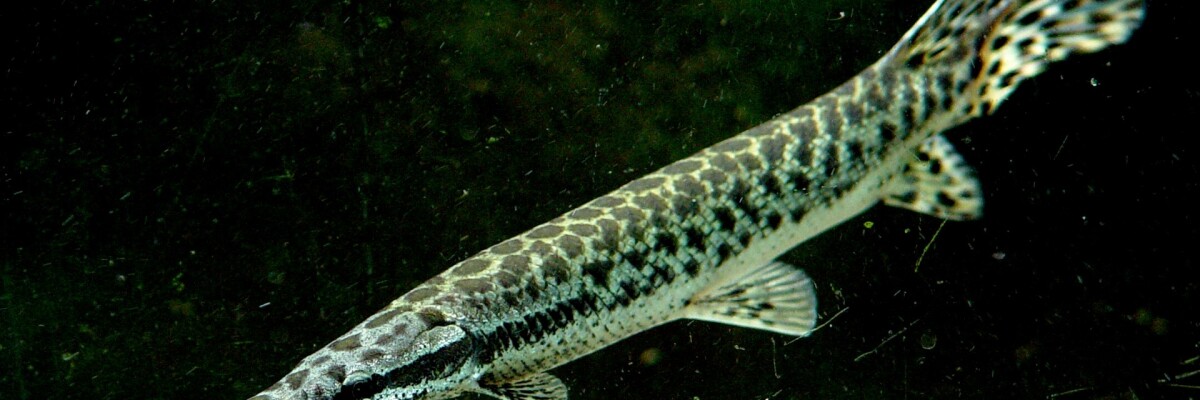Ancient garfish might hold the key to limb regeneration