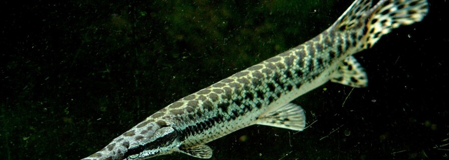 Ancient garfish might hold the key to limb regeneration