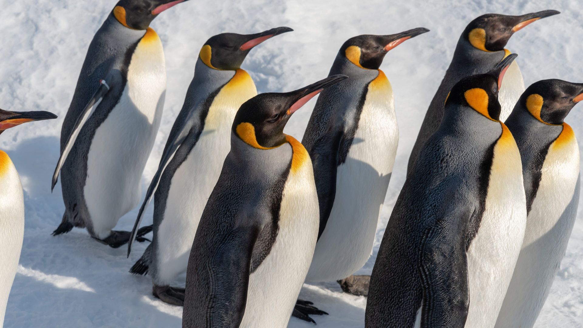 giant cuddly penguin