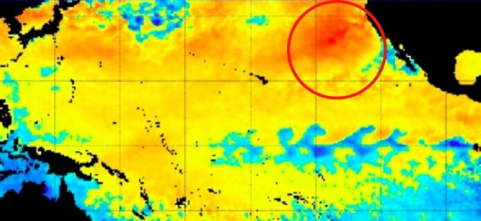 The Pacific fauna is threatened by a thermal anomaly