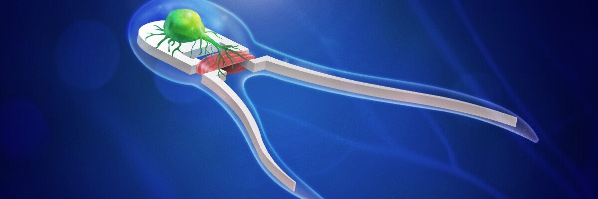 Новым биороботом из нервно-мышечной ткани можно управлять с помощью света