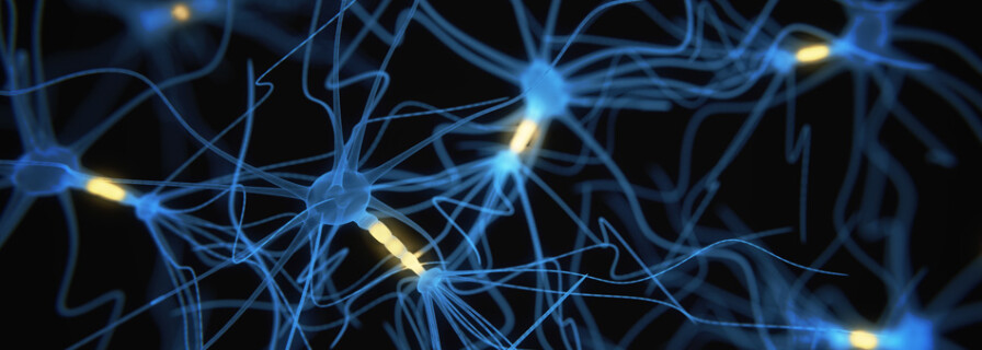 Scientists Manage to Preserve Nervous Activity in Isolated Brain Tissue for a Month