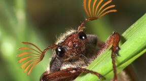 Световое загрязнение — возможная причина глобального вымирания насекомых