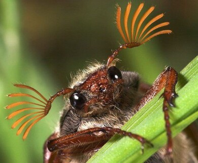 Light pollution: a potential reason behind the global extinction of insects