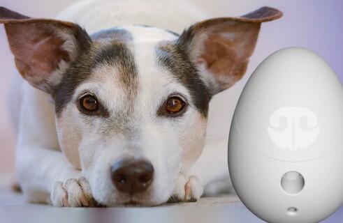 Go Dogo takes care of your pet when you are not around