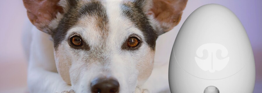 Go Dogo takes care of your pet when you are not around