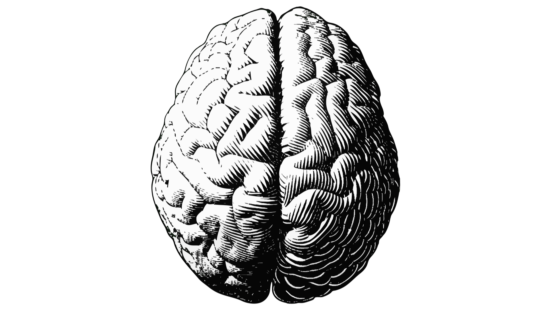 Полушария мозга вид сверху. Головной мозг рисунок. Мозг гравюра.