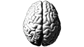 Как выглядит человеческий мозг возрастом 2600 лет?
